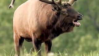 Watch till end