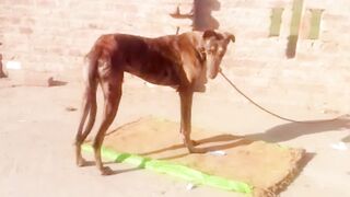 Kutta check Karen