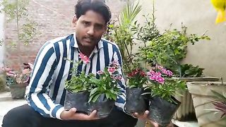 Winter flower transplant