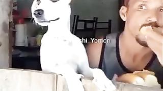 Прикол собака
