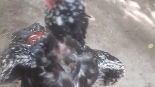 Aseel fighter pattha
