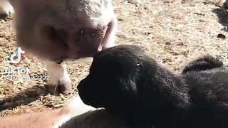 ЛЮБОВТА НЯМА ГРАНИЦИ