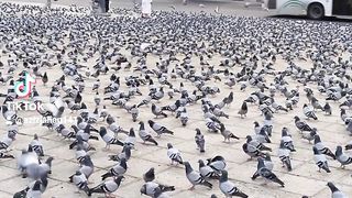 Makkah pak