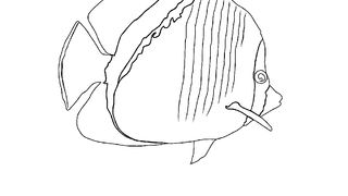 Learn how to draw a fish illustration