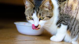 Can Eating Cooked Food Kill Cats?