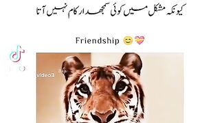 Tik tok vedio