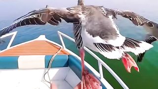 Beautiful Geese Making New Friends