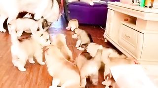 Cute dog puppets
