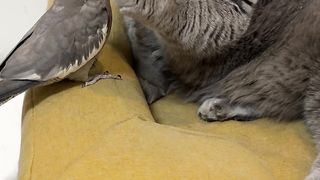 Funny cats