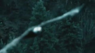 Eagle in the sky