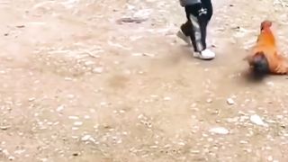Funny vidéo