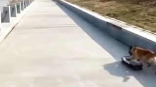 Some funny dogs drive train