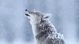 The wolf in the woods