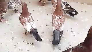 Ambersiray High-flying Pigeon