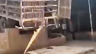T, chicken and duck farm