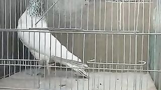 Motio Walay Kabootar Highflyer Pigeon