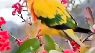 Birds nature i