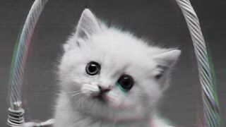 Cat sad status video