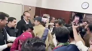 Pti tiger
