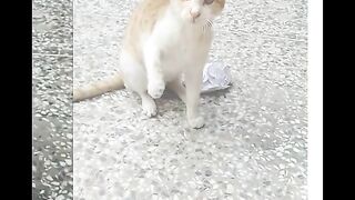 Cute funny cat