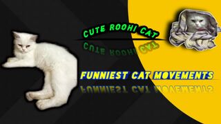 Cute Playing Cat || Funny Beautiful Cat || Cute Roohi Cat