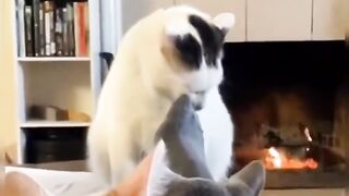 Cattoooo
