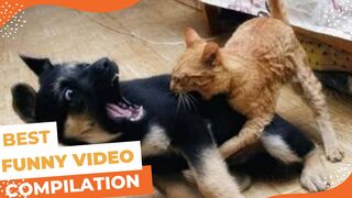 || Compilation Funniest Animal Video || Best Cute Cats and Dogs Video 2023 #2