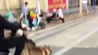 Animal