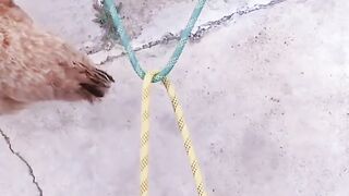 First the chickens will run away or the rope will break