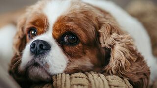 Baby Dogs - Collection of videos about cute and funny dogs