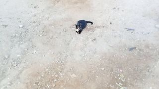 Its cute cat