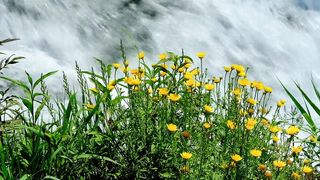 Beauty of Nature