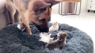 Animal love