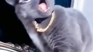 Hewan lucu bikin ketawa lihatnya