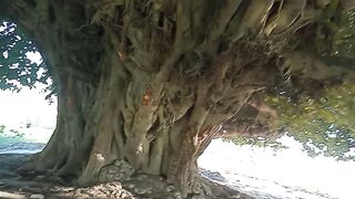 Village greenary of my village| sab sa bara darakht hmara gao ka