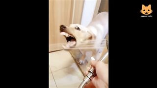 Compilation Des Moments Les Plus Drôles de l'année ????????????