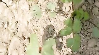 Agriculture