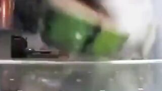 cachorro treinado