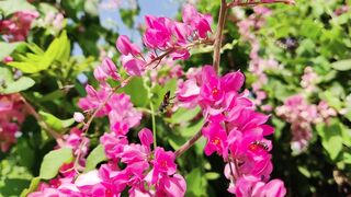 lovely flower