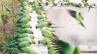 Beautiful green parrots