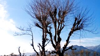 Trees view