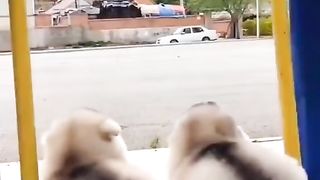 A group of fat little cute