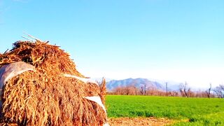 Green Fields