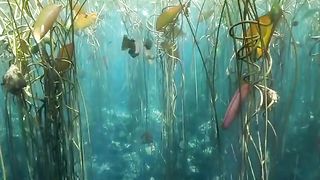 Paisagem fundo do mar