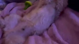 A Dog