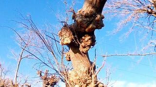 Monster tree