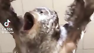 Funny monkey