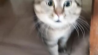 very smart cat #cat #viral #febspot #reels