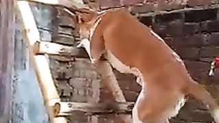 Dog ability.
