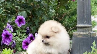 Cutes Puppies you can't ignored it